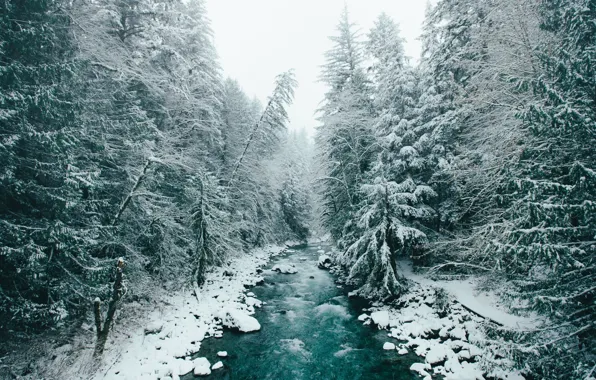 Winter, forest, snow, trees, nature, river