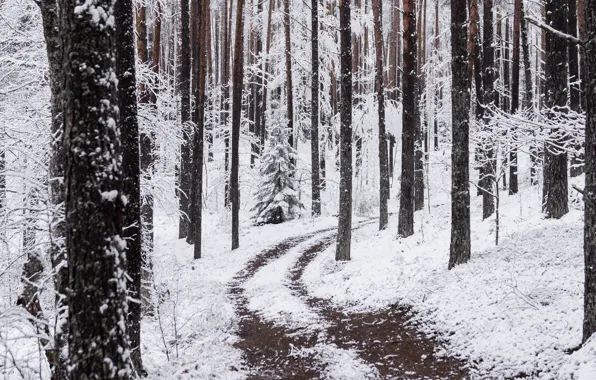 Winter, forest, snow, trees, nature, path