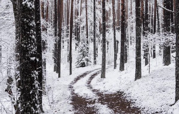 Picture winter, forest, snow, trees, nature, path