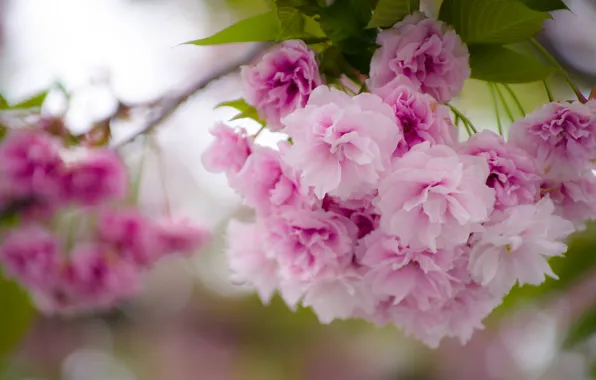 Macro, cherry, branch, spring, Sakura, flowering, flowers