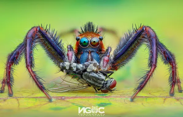 Picture microsemi, eyes, spider, Tran The Ngoc