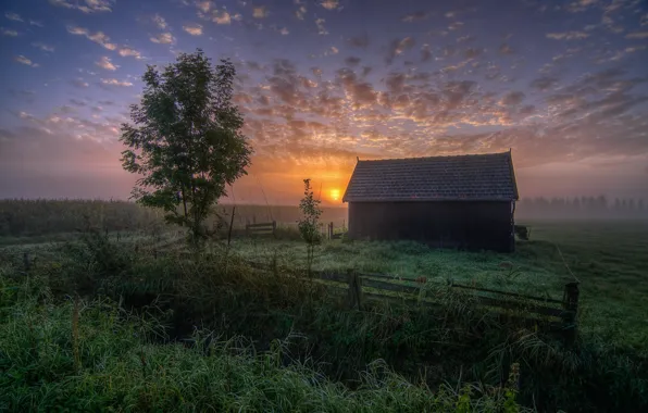 Picture landscape, fog, Rosa, dawn, home, morning