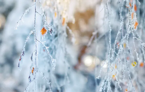 Winter, frost, branches, leaves, bokeh