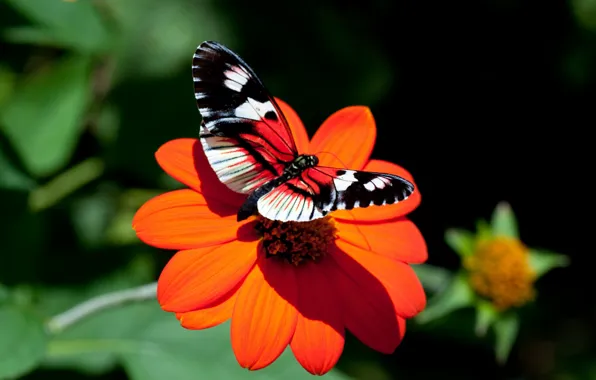 Flower, butterfly, Astra