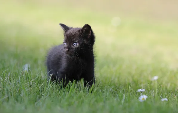 Grass, chamomile, kitty, animal