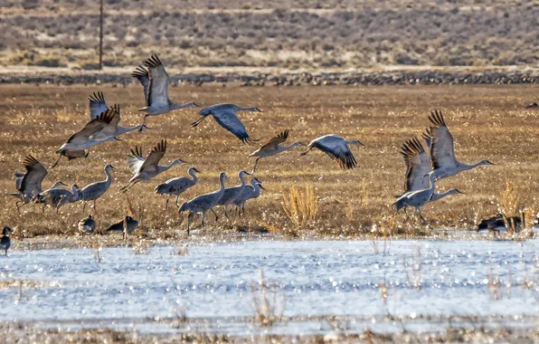 Birds, nature, lake, storks