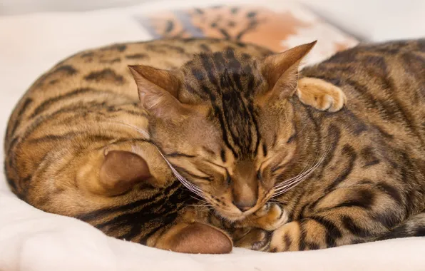 Picture color, sleep, hug, Bengal cats, grease