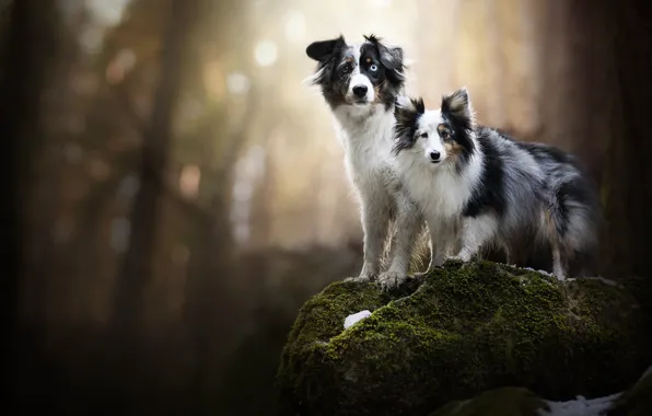 Stones, moss, a couple, bokeh, two dogs