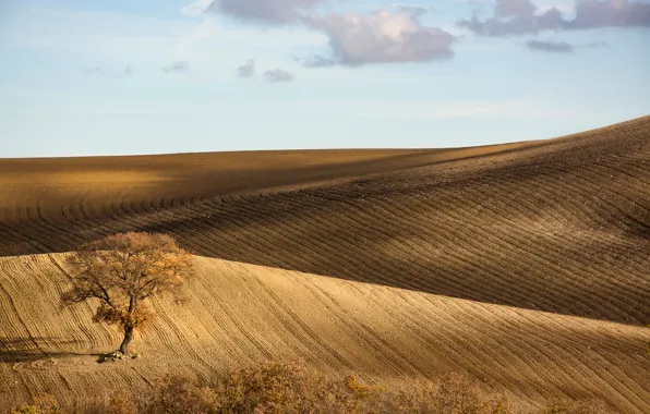 Picture the sky, tree, hills, field, Italy, Monti Prenestini