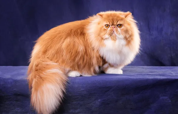 Cat, cat, look, pose, cat, fluffy, red, pers