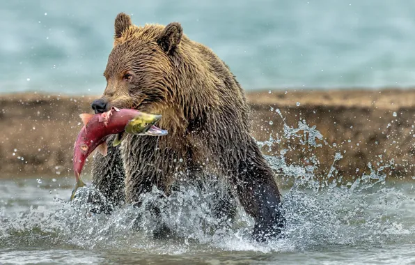 Picture water, wet, bear, bear, mining, catch, red fish