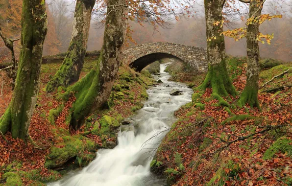 Autumn, trees, river, river, Spain, Spain, stone bridge, Navarre
