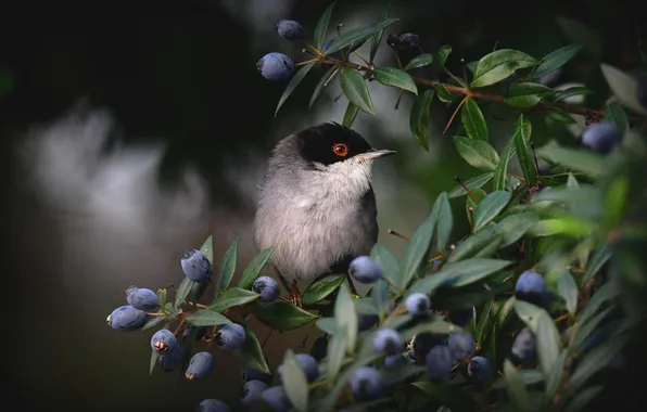 Leaves, branches, berries, the dark background, bird, fruit, Warbler, Mediterranean Warbler