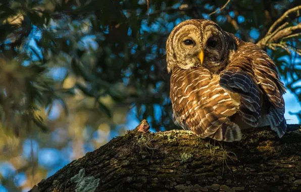 Nature, background, tree, blue, owl, bird, foliage, bark