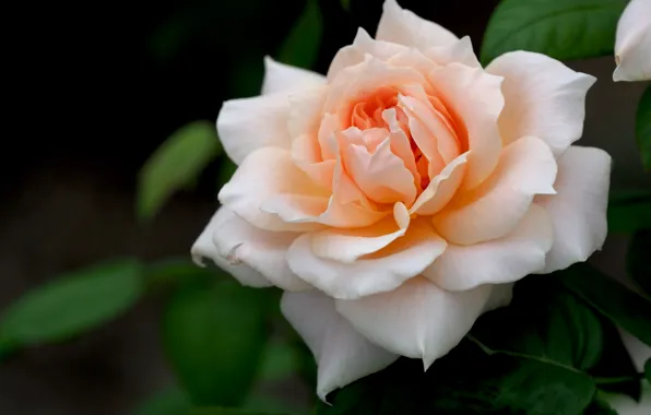 Macro, roses, petals, cream