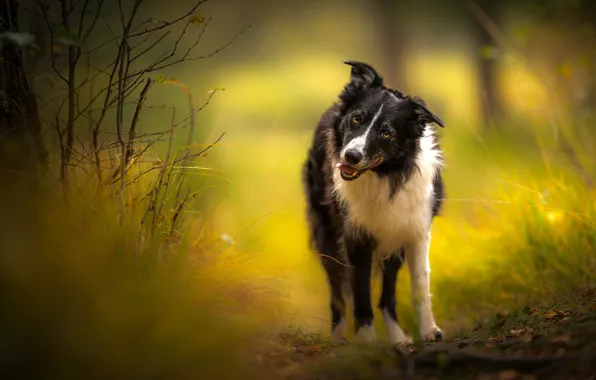 Autumn, language, look, branches, nature, background, dog, walk