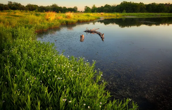 Picture summer, grass, lake, shore, snag, flowers, pond