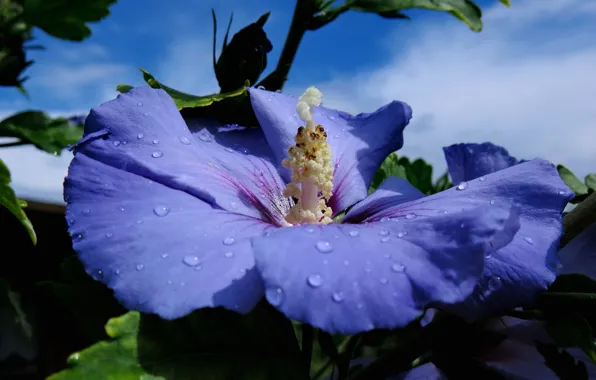 Flower, the sky, leaves, clouds, drops, macro, close-up, blue