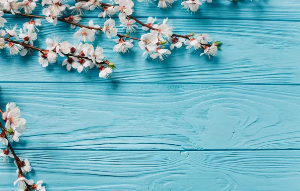 Flowers, branches, background, spring, flowering