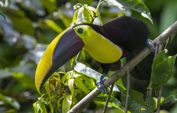 Picture forest, leaves, branches, bird, beak, Toucan