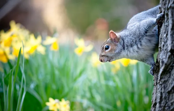 Picture summer, flowers, nature, tree, animal, protein, trunk, rodent