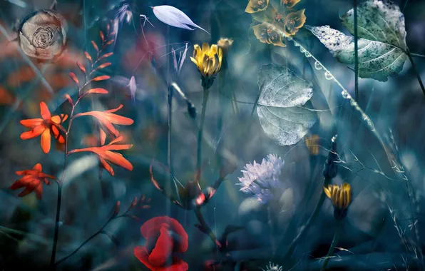 Flowers, nature, installation