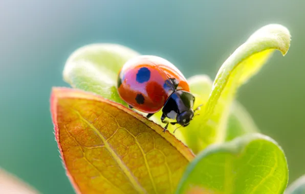 Foliage, ladybug, Bug the Sun was terribly lonely