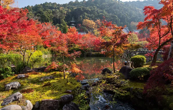 Autumn, grass, the sun, trees, pond, Park, stones, Japan