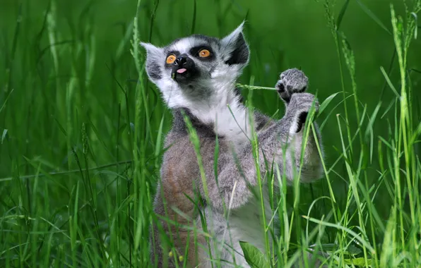 Picture grass, lemur, A ring-tailed lemur, Katta