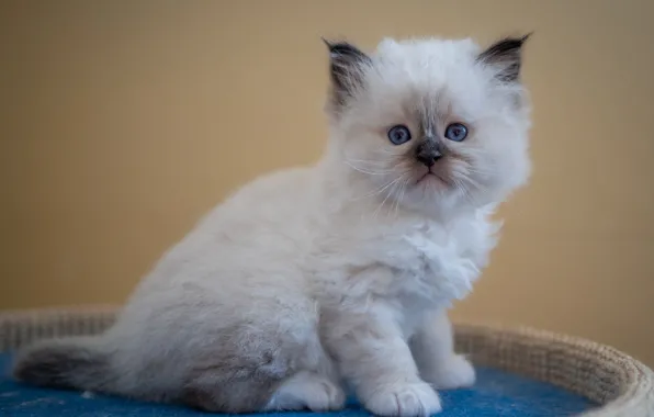 Cat, white, look, pose, kitty, portrait, baby, muzzle