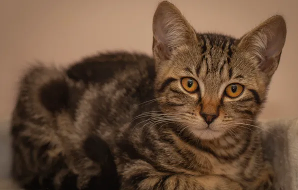 Cat, cat, look, pose, kitty, background, lies, kitty