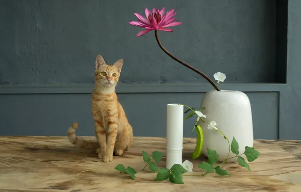 Cat, flower, cat, flowers, table, wall, pink, red
