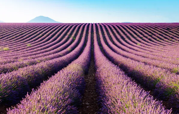 Field, summer, the sky, flowers, nature, strip, hills, France