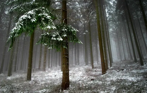 Forest, snow, trees, landscape