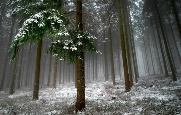 Picture forest, snow, trees, landscape