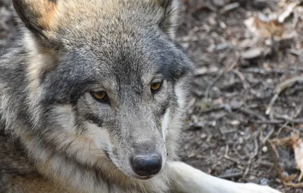 Picture nature, snow, predator, face, animal, wolf, wolves, wildlife