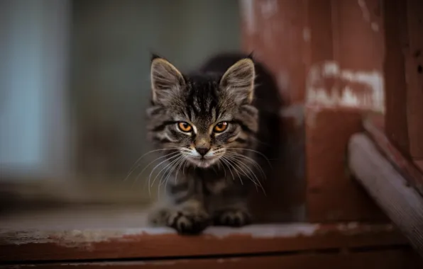 Muzzle, steps, Maine Coon, tabby kitten