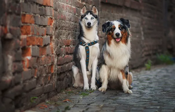 Dogs, street, friends