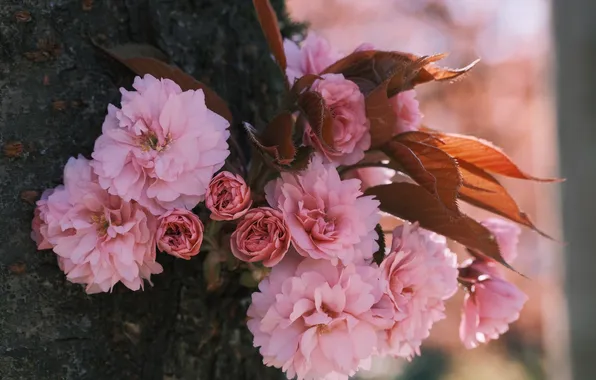 Leaves, light, flowers, cherry, tree, branch, spring, Sakura