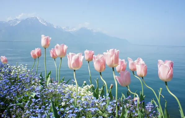 Picture water, flowers, mountains, lake, tenderness, spring, tulips, forget-me-nots
