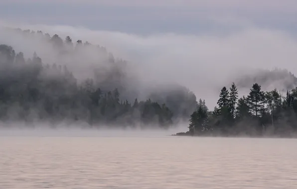 Trees, fog, mystic, pond
