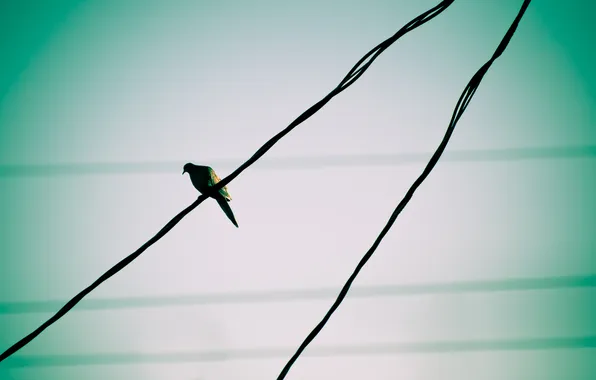 Picture bird, the wire
