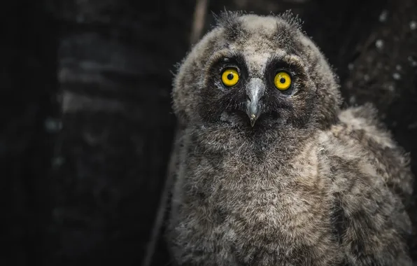 Look, owlet, * long-eared owl