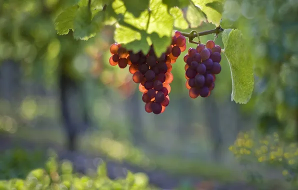 Picture leaves, light, grapes, bunches