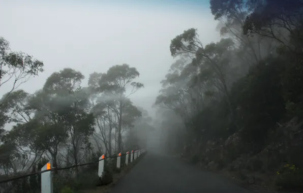 Foggy road, Mt Wellington, Tasmania