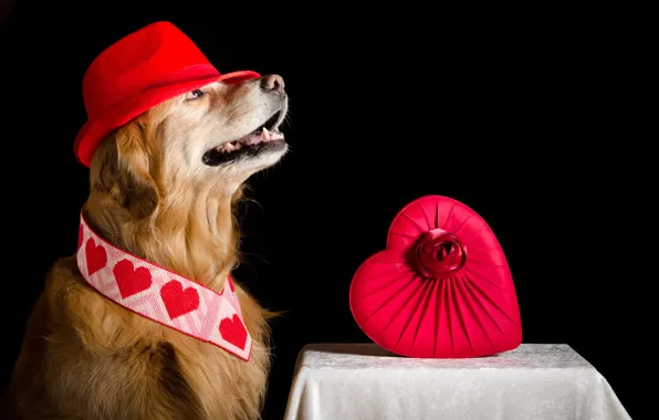 Background, heart, dog, hat