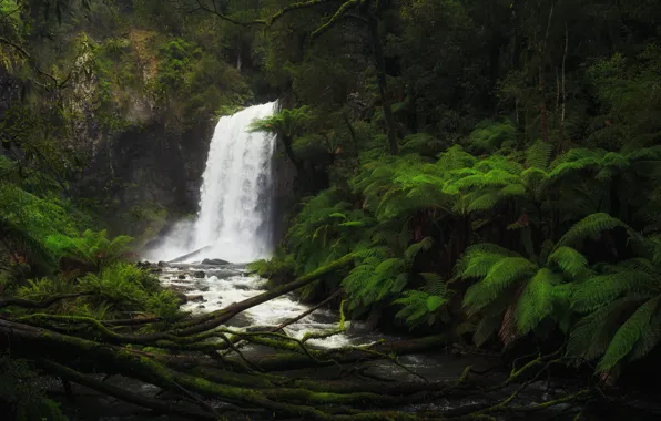 Forest, river, waterfall, Victoria, Australia, fern, Australia, Victoria