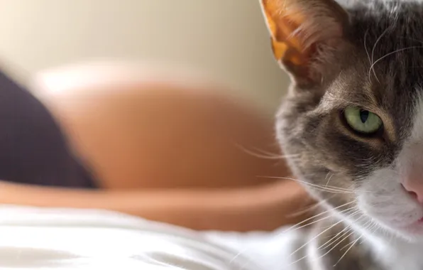 Cat, look, background