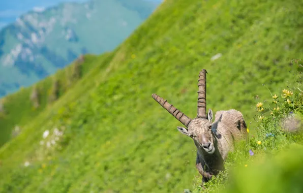 Mountains, goat, slope, mountain goat