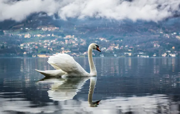Picture lake, bird, Swan